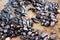 Cluster of black muscle shells attached to a rock during low tide at Laguna Beach California tide pool.