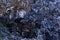 Cluster Of Black Mussels On Coastal Rock Mollusca bivalvia