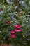 A cluster of blooming magenta chrysanthemums