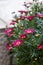 A cluster of blooming magenta chrysanthemums