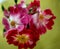 Cluster of blooming pink roses