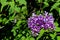 Cluster of blooming purple lilac blossoms