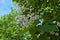 Cluster of blooming white flowers on tree