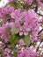 A Cluster of Blossoming Pink Apricot Flower