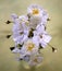 Cluster of blossoming white roses