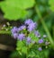 Cluster of Blue Mistflowers