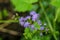 Cluster of Blue Mistflowers