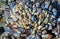 Cluster of blue mussel (Mytilus edulis) and whitie colored gooseneck barnacles (Lepus sp.)