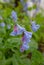 Cluster of bluebell wildflowers in spring bloom