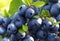 A cluster of blueberries, so plump and juicy that they seem ready to burst with flavor.