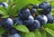 A cluster of blueberries, so plump and juicy that they seem ready to burst with flavor.