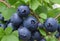 A cluster of blueberries, so plump and juicy that they seem ready to burst with flavor.