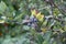 Cluster of blueberries ripening on the bush