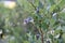 Cluster of blueberries ripening on the bush