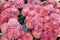 A cluster of bright red Florists chrysanthemum flowers in the wild