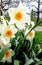 Cluster of Bright White and Yellow Daffodils in Spring