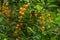 A Cluster of Bright Yellow Berries