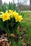 Cluster of Bright Yellow Daffodils in Spring
