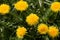 A cluster of bright yellow dandelion flowers, Taraxacum officinale, lions tooth or clockflower, blooming in spring high angle view