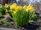 A cluster of brilliant yellow Daffodils for Easter