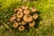 Cluster brown mushrooms.