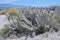 A Cluster Of Buckhorn Cholla Cactus In Anaza-Borrego Desert