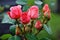 cluster of budding roses on a bush