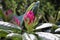 A cluster of buds on a Rhododendron shrub