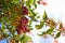 Cluster of capulin fruits and flowers on branches of Prunus salicifolia