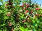 Cluster of Carunda or Karanda, Christ`s thorn, Bengal Currants, Carandas plum