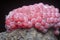 Cluster of cherry pink snail eggs