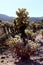 Cluster of Cholla Cacti at Cholla Cactus Garden Loop in Joshua Tree National Park, Twentynine Palms, California