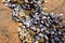 Cluster of claw like barnacles and muscles attached to rocks at the tide pool.