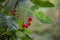 A cluster of Climbing Nightshade - Solanum dulcamara - berries close up