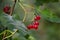 A cluster of Climbing Nightshade - Solanum dulcamara - berries close up