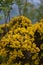 Cluster of Close Up Yellow Gorse Blossoms Flowering