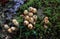 Cluster of Collared Calostoma Fungi on Ground