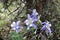 A cluster of Colorado Columbines