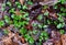 A cluster of common blue violet plants emerging in a spring forest.