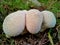 Cluster of Common Puffballs 1