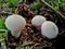 Cluster of Common Puffballs 2