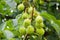 Cluster of conkers on a horse chestnut tree