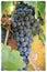 Cluster of dark wine grapes at a California vineyard. This image has a white border.