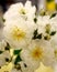 Cluster of delicate, tiny white roses in full bloom