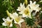 Cluster of delicate white lilies in a garden