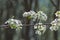 Cluster of Downy Serviceberry Flowers