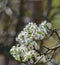 Cluster of Downy Serviceberry Shrub