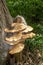 A Cluster Of Dryad`s Saddle Polyporus squamosus, Fungus On A Tree Trunk