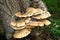 Cluster Of Dryad`s Saddle Polyporus squamosus, Fungus On A Tree Trunk