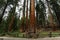 Cluster of enormous Giant Sequoia redwood tree trunks